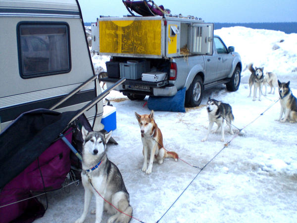 Hunde der Trans Thuringia 2009