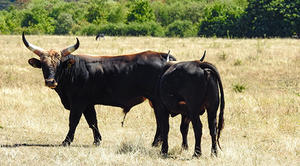 Bild vergrößern: Rinder bei Frankenhain