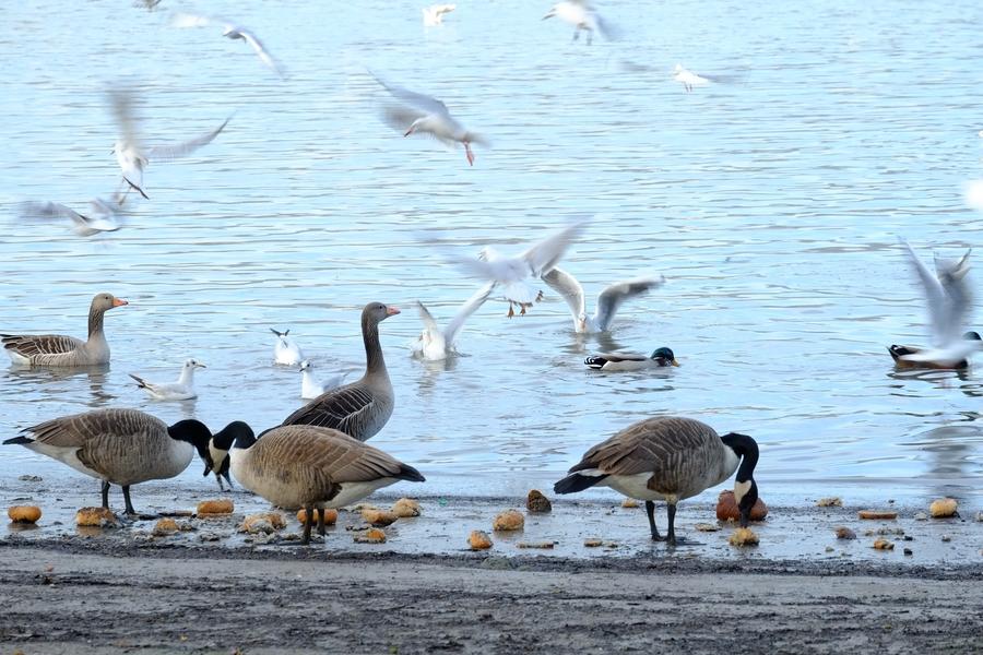 Wasserv&ouml;gel fressen sich an einem Gew&auml;sser an Brotresten satt. Foto: Holger Schu&eacute;, Pixabay