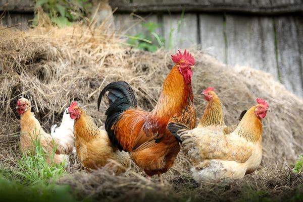 Bild vergrößern: Hühner und Hahn scharren im Stroh nach Futter.