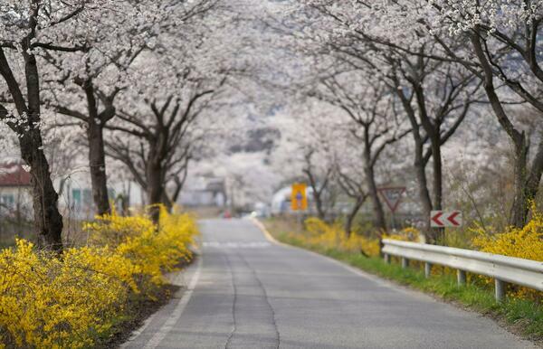 Allee