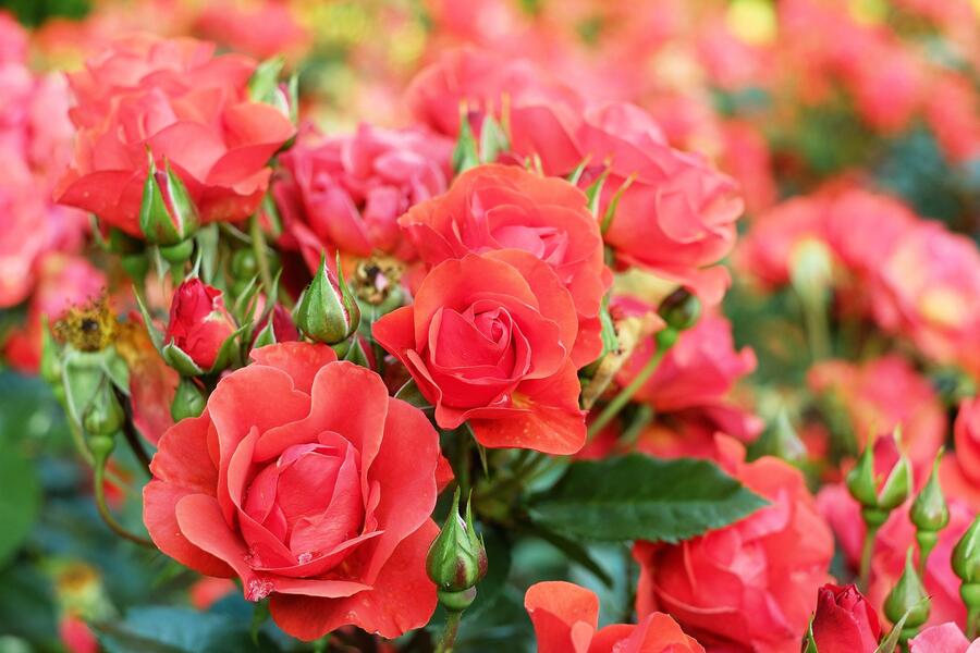Rote Rosen