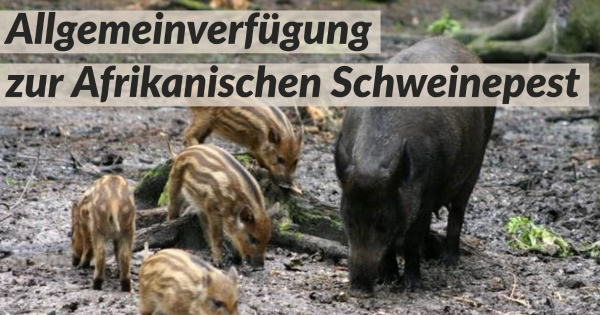 Afrikanische Schweinpest