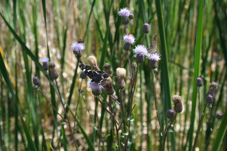 Insektenvielfalt geh&ouml;rt ebenso zur Biodiversit&auml;t.