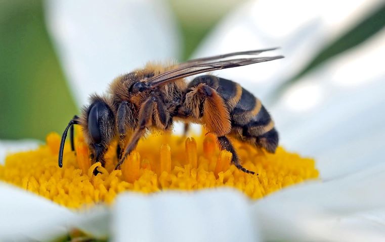 Wildbienen