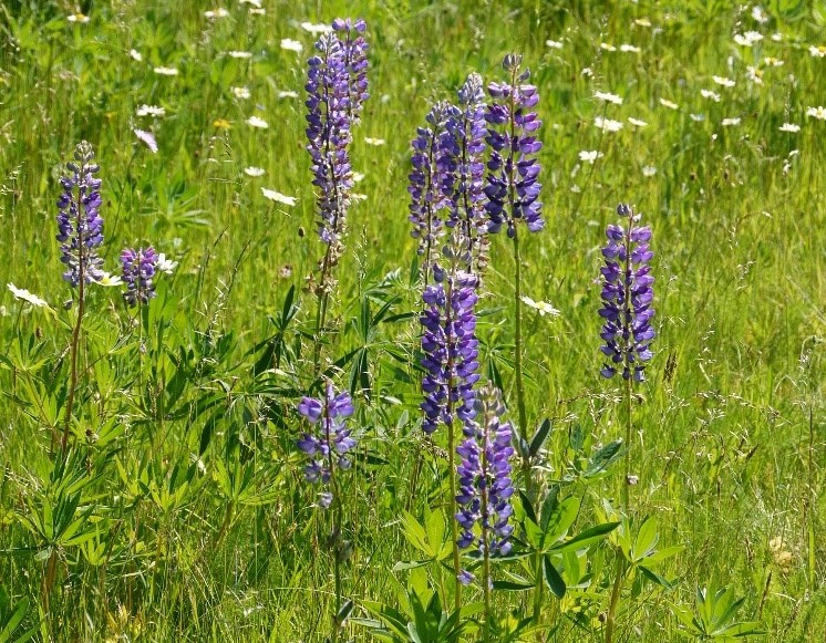 Lupine