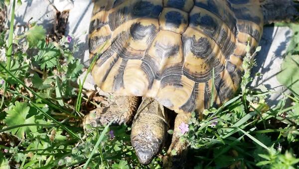 Bild vergr&ouml;&szlig;ern: Schildkr&ouml;te