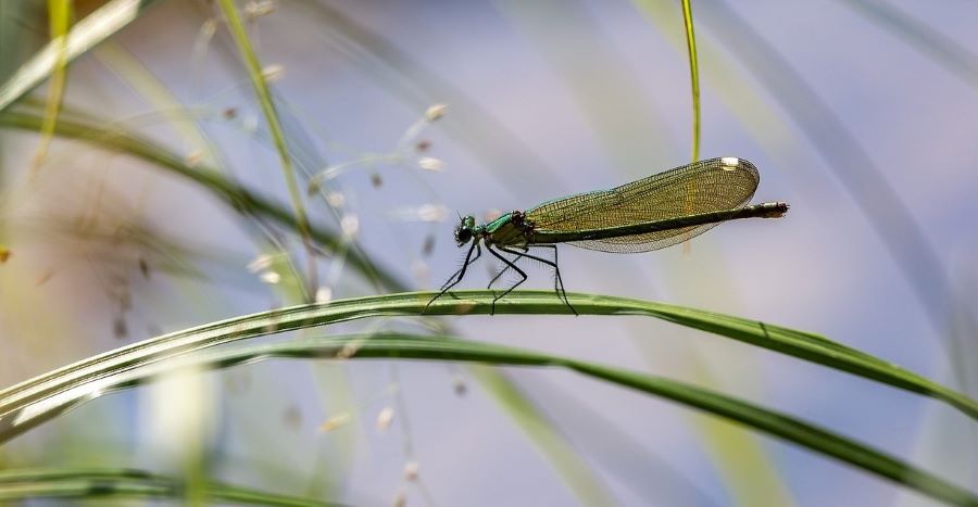 Libelle