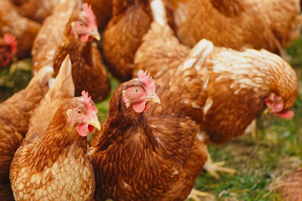 Bild vergr&ouml;&szlig;ern: chicken-4168127_1280 (1)